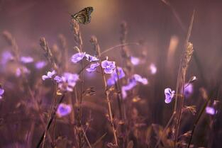 良性腫瘤究竟能治好嗎