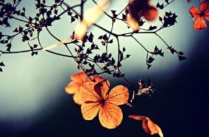 良性腫瘤會變惡性嗎