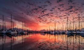 枸杞泡茶的功效有什麽