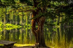 白蘿蔔湯的做法