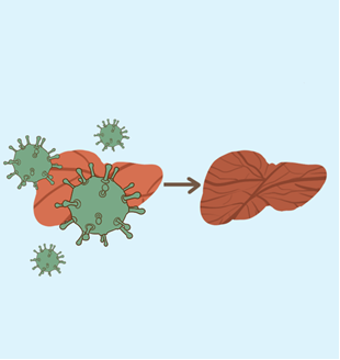 軟肝吃什麽藥效果好？有哪些成分？