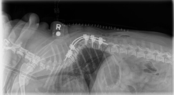 新的CE峰會側重于獸醫神經外科、創新和協作