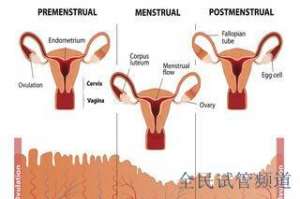想做三代試管嬰兒，具體流程分享三代試管流程詳解，助你好孕
