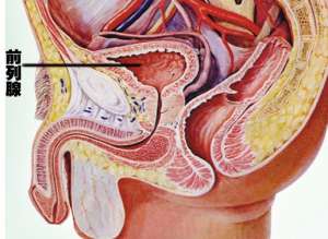 男性陽萎早洩怎麽辦呢