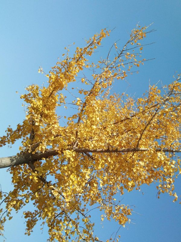 精神分裂症的平庸 有這些症狀要及時檢查